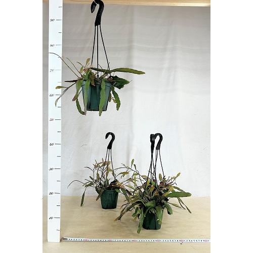 観葉植物　リプサリス ラムローサ 4号吊り鉢(緑)(個体おまかせ1鉢)　インテリア 室内 おしゃれ 可愛い かわいい |  | 04