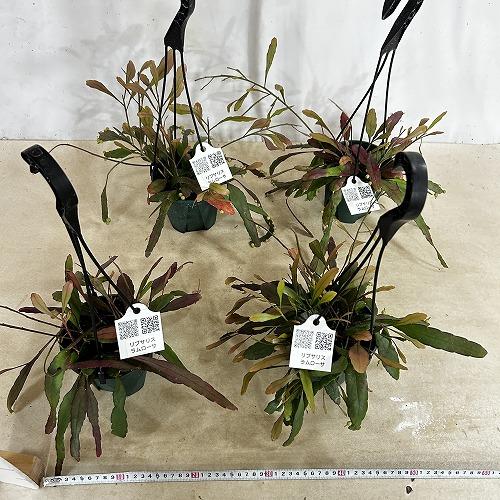 観葉植物　リプサリス ラムローサ 4号吊り鉢(緑)(個体おまかせ1鉢)　インテリア 室内 おしゃれ 可愛い かわいい |  | 05