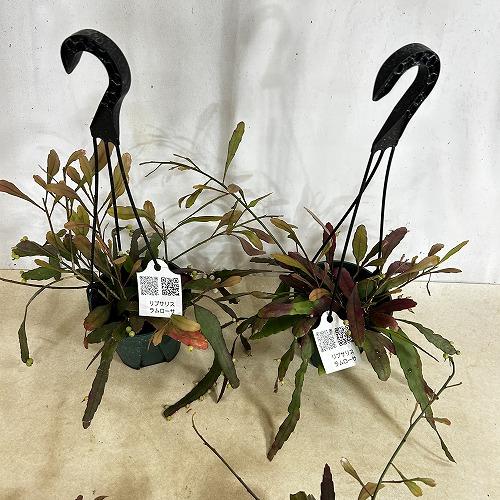 観葉植物　リプサリス ラムローサ 4号吊り鉢(緑)(個体おまかせ1鉢)　インテリア 室内 おしゃれ 可愛い かわいい |  | 06