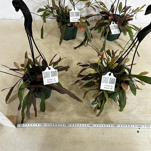観葉植物　リプサリス ラムローサ 4号吊り鉢(緑)(個体おまかせ1鉢)　インテリア 室内 おしゃれ 可愛い かわいい |  | 07