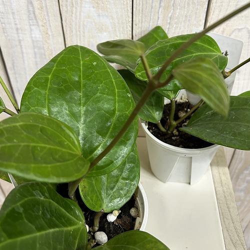 観葉植物 ホヤ グラブラ ボルネオ 3.5号スリット鉢(個体おまかせ1鉢
