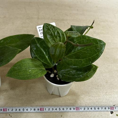 観葉植物 ホヤ グラブラ ボルネオ 3.5号スリット鉢(個体おまかせ1鉢
