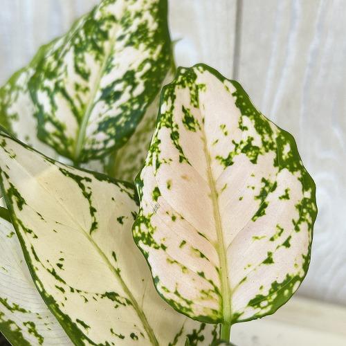 観葉植物 アグラオネマ ホワイトオレンジ 3号硬質ポット(個体おまかせ1