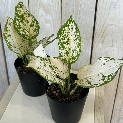 観葉植物 アグラオネマ ホワイトオレンジ 3号硬質ポット(個体おまかせ1