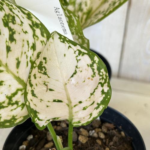 観葉植物 アグラオネマ ホワイトオレンジ 3号硬質ポット(個体おまかせ1