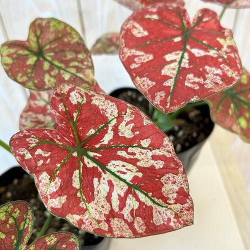 観葉植物　カラジウム スカーレットマリー 3.5号ポット(個体おまかせ1鉢)　インテリア 室内 おしゃれ 可愛い かわいい | 