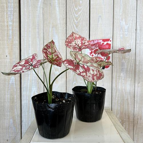 観葉植物　カラジウム スカーレットマリー 3.5号ポット(個体おまかせ1鉢)　インテリア 室内 おしゃれ 可愛い かわいい |  | 01