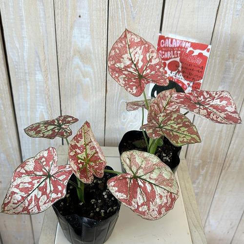 観葉植物　カラジウム スカーレットマリー 3.5号ポット(個体おまかせ1鉢)　インテリア 室内 おしゃれ 可愛い かわいい |  | 02