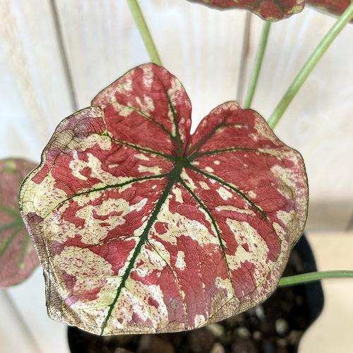 観葉植物　カラジウム スカーレットマリー 3.5号ポット(個体おまかせ1鉢)　インテリア 室内 おしゃれ 可愛い かわいい |  | 03