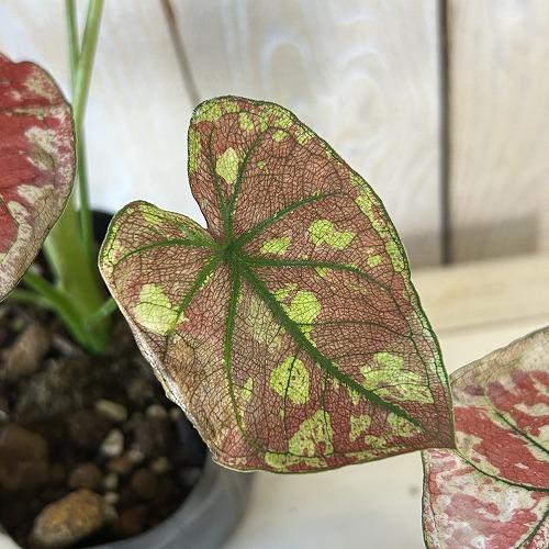 観葉植物　カラジウム スカーレットマリー 3.5号ポット(個体おまかせ1鉢)　インテリア 室内 おしゃれ 可愛い かわいい |  | 04