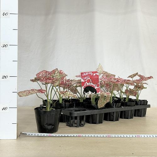 観葉植物　カラジウム スカーレットマリー 3.5号ポット(個体おまかせ1鉢)　インテリア 室内 おしゃれ 可愛い かわいい |  | 05