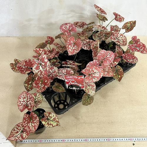 観葉植物　カラジウム スカーレットマリー 3.5号ポット(個体おまかせ1鉢)　インテリア 室内 おしゃれ 可愛い かわいい |  | 06
