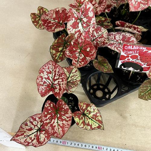 観葉植物　カラジウム スカーレットマリー 3.5号ポット(個体おまかせ1鉢)　インテリア 室内 おしゃれ 可愛い かわいい |  | 07