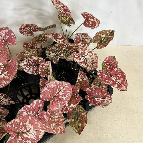 観葉植物　カラジウム スカーレットマリー 3.5号ポット(個体おまかせ1鉢)　インテリア 室内 おしゃれ 可愛い かわいい |  | 08