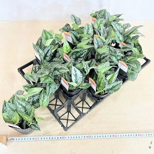 観葉植物 スキンダプサス シルバープリンセス 3号ロングポット(個体