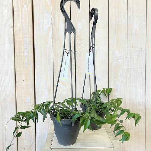 観葉植物　ホヤ レウカンサ 3.5号吊り鉢(個体おまかせ1鉢)　インテリア 室内 おしゃれ 可愛い かわいい |  | 01