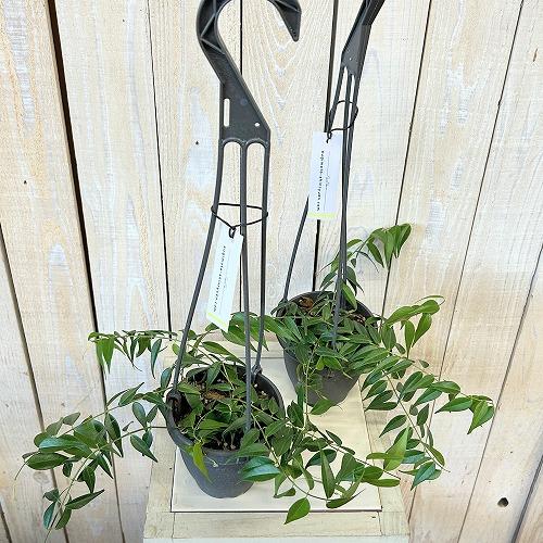 観葉植物　ホヤ レウカンサ 3.5号吊り鉢(個体おまかせ1鉢)　インテリア 室内 おしゃれ 可愛い かわいい |  | 02