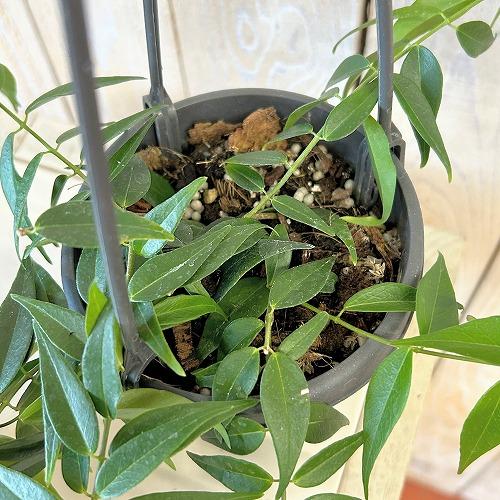 観葉植物　ホヤ レウカンサ 3.5号吊り鉢(個体おまかせ1鉢)　インテリア 室内 おしゃれ 可愛い かわいい |  | 03