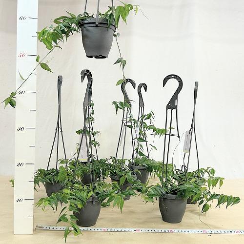 観葉植物　ホヤ レウカンサ 3.5号吊り鉢(個体おまかせ1鉢)　インテリア 室内 おしゃれ 可愛い かわいい |  | 04