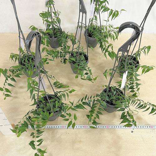 観葉植物　ホヤ レウカンサ 3.5号吊り鉢(個体おまかせ1鉢)　インテリア 室内 おしゃれ 可愛い かわいい |  | 05