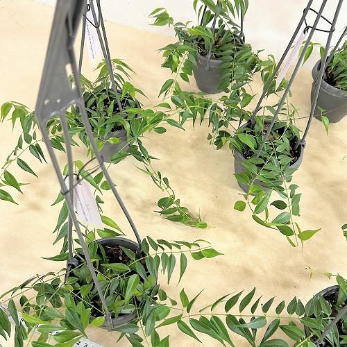 観葉植物　ホヤ レウカンサ 3.5号吊り鉢(個体おまかせ1鉢)　インテリア 室内 おしゃれ 可愛い かわいい |  | 06