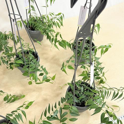 観葉植物　ホヤ レウカンサ 3.5号吊り鉢(個体おまかせ1鉢)　インテリア 室内 おしゃれ 可愛い かわいい |  | 07
