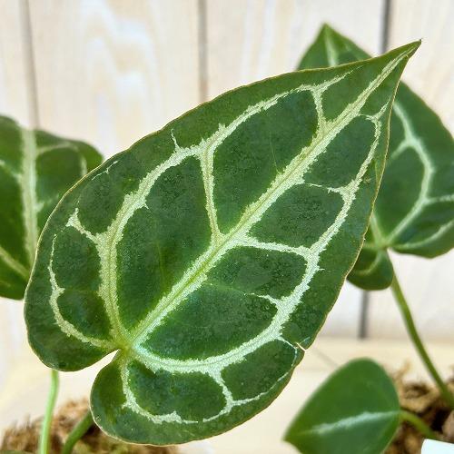 観葉植物　アンスリウム サウスアメリカ 2.5号ポット(個体おまかせ1鉢)　インテリア 室内 おしゃれ 可愛い かわいい | 