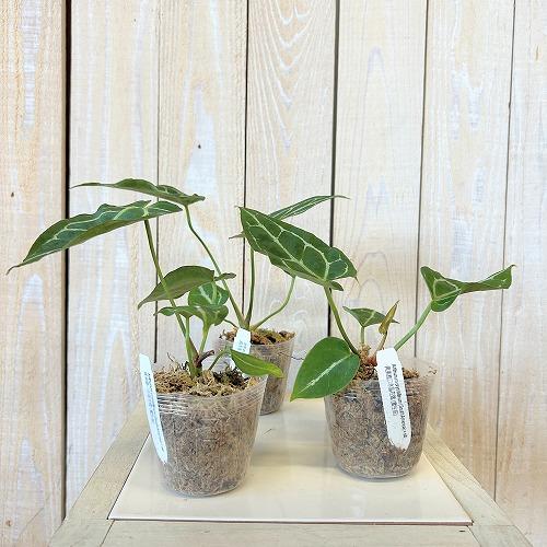 観葉植物　アンスリウム サウスアメリカ 2.5号ポット(個体おまかせ1鉢)　インテリア 室内 おしゃれ 可愛い かわいい |  | 01