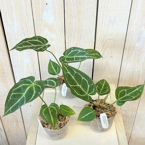 観葉植物　アンスリウム サウスアメリカ 2.5号ポット(個体おまかせ1鉢)　インテリア 室内 おしゃれ 可愛い かわいい |  | 02