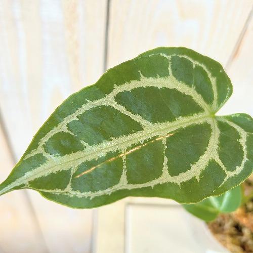 観葉植物　アンスリウム サウスアメリカ 2.5号ポット(個体おまかせ1鉢)　インテリア 室内 おしゃれ 可愛い かわいい |  | 03