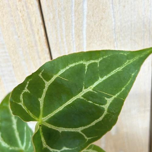 観葉植物　アンスリウム サウスアメリカ 2.5号ポット(個体おまかせ1鉢)　インテリア 室内 おしゃれ 可愛い かわいい |  | 04