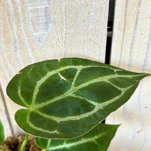 観葉植物　アンスリウム サウスアメリカ 2.5号ポット(個体おまかせ1鉢)　インテリア 室内 おしゃれ 可愛い かわいい |  | 05