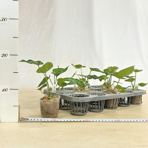 観葉植物　アンスリウム サウスアメリカ 2.5号ポット(個体おまかせ1鉢)　インテリア 室内 おしゃれ 可愛い かわいい |  | 06