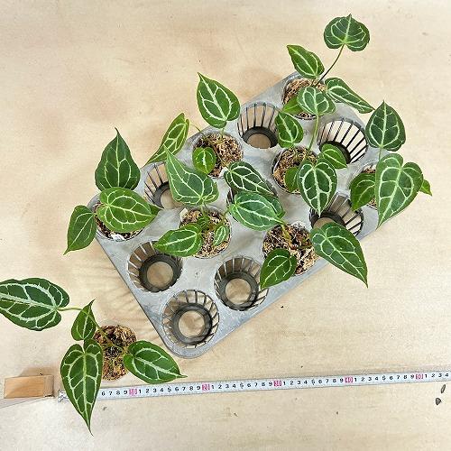 観葉植物　アンスリウム サウスアメリカ 2.5号ポット(個体おまかせ1鉢)　インテリア 室内 おしゃれ 可愛い かわいい |  | 07