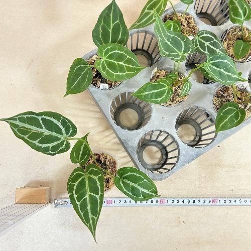 観葉植物　アンスリウム サウスアメリカ 2.5号ポット(個体おまかせ1鉢)　インテリア 室内 おしゃれ 可愛い かわいい |  | 08