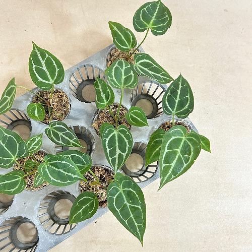 観葉植物　アンスリウム サウスアメリカ 2.5号ポット(個体おまかせ1鉢)　インテリア 室内 おしゃれ 可愛い かわいい |  | 09