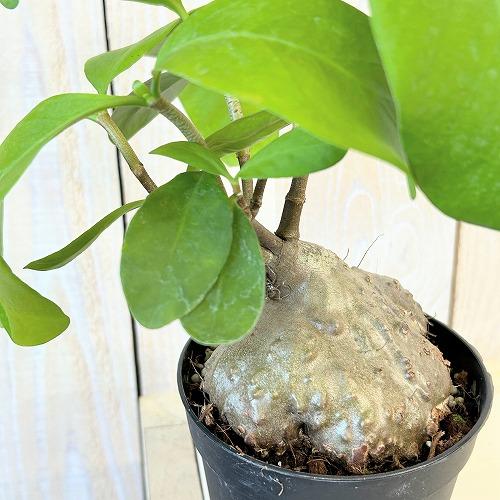 塊根植物 蟻の巣玉(ヒドノフィツム フォルミカルム) 3.5号硬質ポット