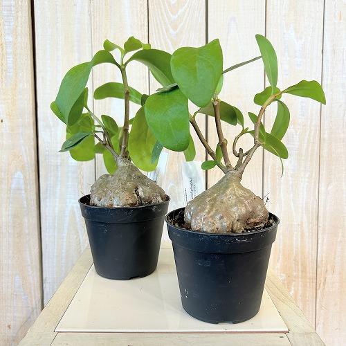 塊根植物 蟻の巣玉(ヒドノフィツム フォルミカルム) 3.5号硬質ポット