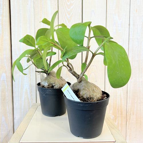塊根植物 蟻の巣玉(ヒドノフィツム フォルミカルム) 3.5号硬質ポット