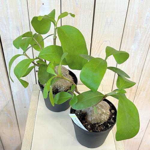 塊根植物 蟻の巣玉(ヒドノフィツム フォルミカルム) 3.5号硬質ポット