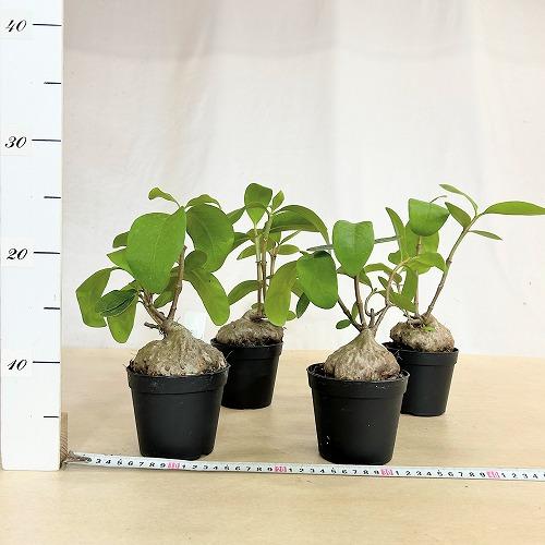 塊根植物 蟻の巣玉(ヒドノフィツム フォルミカルム) 3.5号硬質ポット