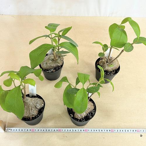 塊根植物 蟻の巣玉(ヒドノフィツム フォルミカルム) 3.5号硬質ポット