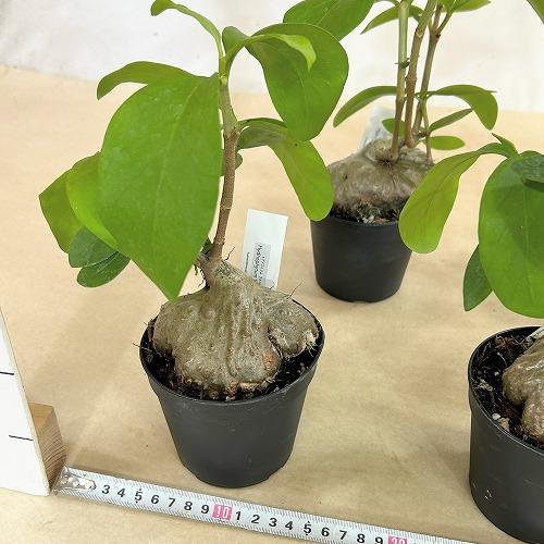 塊根植物 蟻の巣玉(ヒドノフィツム フォルミカルム) 3.5号硬質ポット