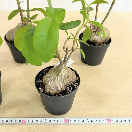 ヒドノフィツム・フォルミカルム 塊根植物 コーデックス 観葉植物