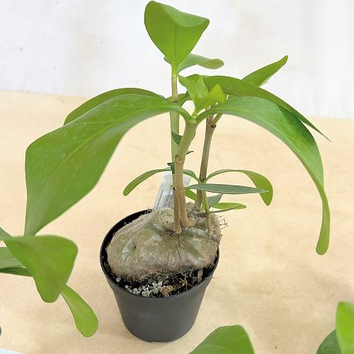 塊根植物 蟻の巣玉(ヒドノフィツム フォルミカルム) 3.5号硬質ポット