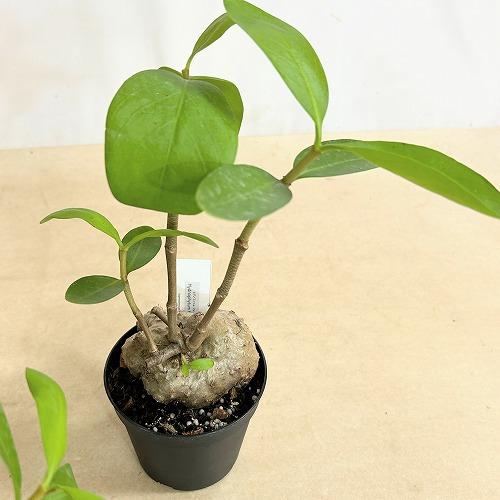 塊根植物 蟻の巣玉(ヒドノフィツム フォルミカルム) 3.5号硬質ポット