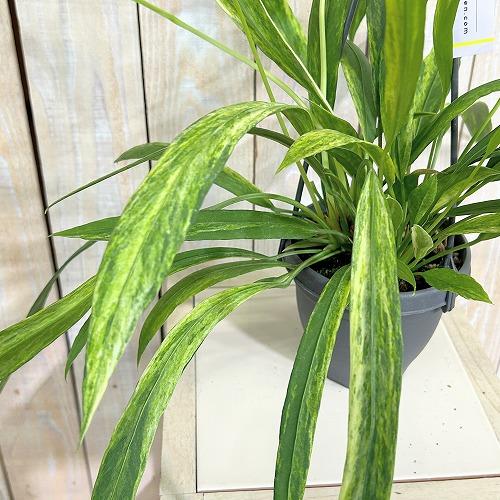 観葉植物　斑入りアンスリウム ビッタリフォリウム バリエガータ 4号吊り鉢(個体おまかせ1鉢)　インテリア 室内 おしゃれ 可愛い かわいい | 