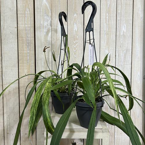 観葉植物　斑入りアンスリウム ビッタリフォリウム バリエガータ 4号吊り鉢(個体おまかせ1鉢)　インテリア 室内 おしゃれ 可愛い かわいい |  | 01