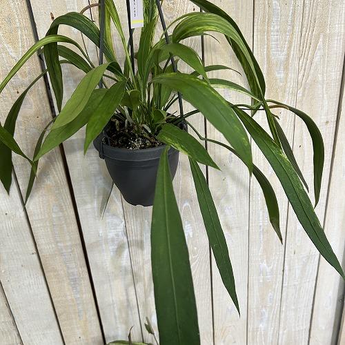 観葉植物　斑入りアンスリウム ビッタリフォリウム バリエガータ 4号吊り鉢(個体おまかせ1鉢)　インテリア 室内 おしゃれ 可愛い かわいい |  | 03