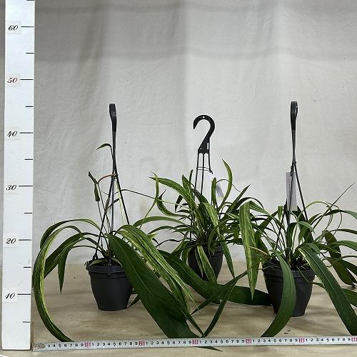 観葉植物　斑入りアンスリウム ビッタリフォリウム バリエガータ 4号吊り鉢(個体おまかせ1鉢)　インテリア 室内 おしゃれ 可愛い かわいい |  | 04